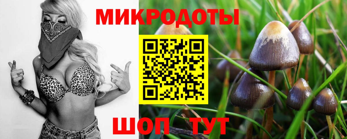 Псилоцибиновые грибы Psilocybe Михайловка